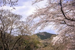 桜のむこうの日和田山