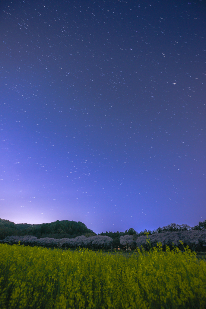 星と桜と菜の花と