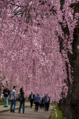 桜を見上げて