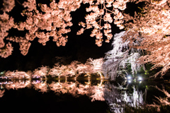 夜桜