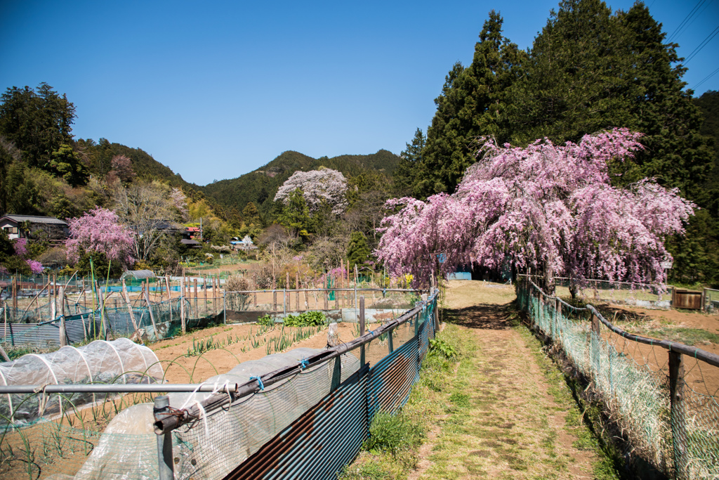 桜の咲く里