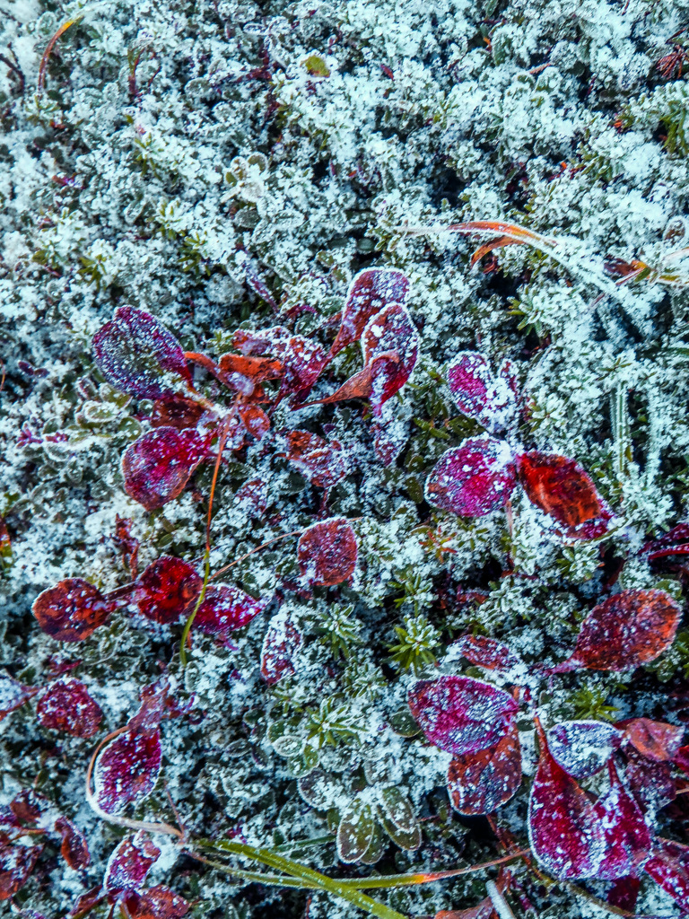 初冠雪の翌朝