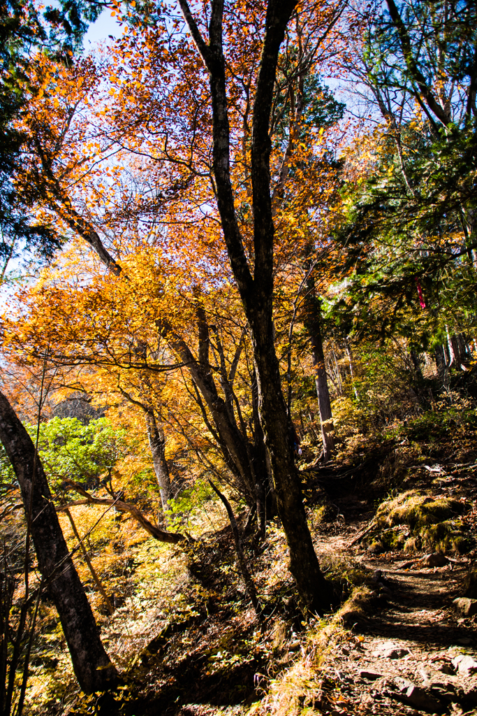 紅葉の山道