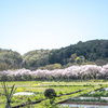 萌木の山と桜の堤