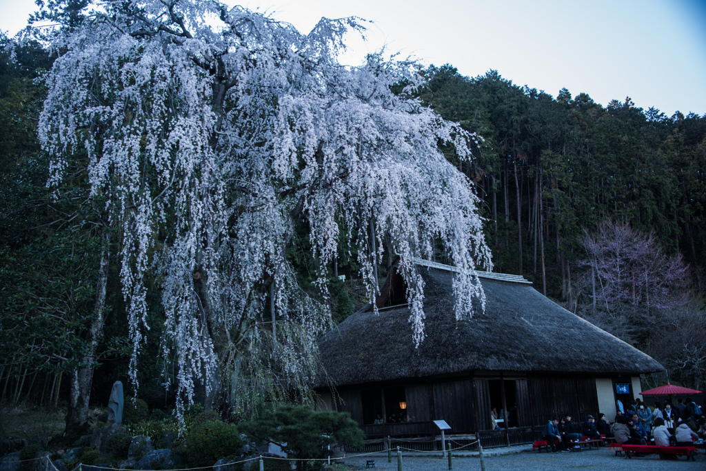 しだれ桜