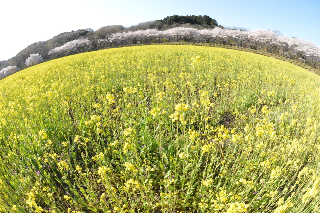 故郷の桜堤