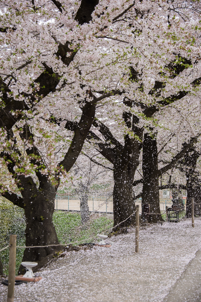 雪が舞うようにⅡ