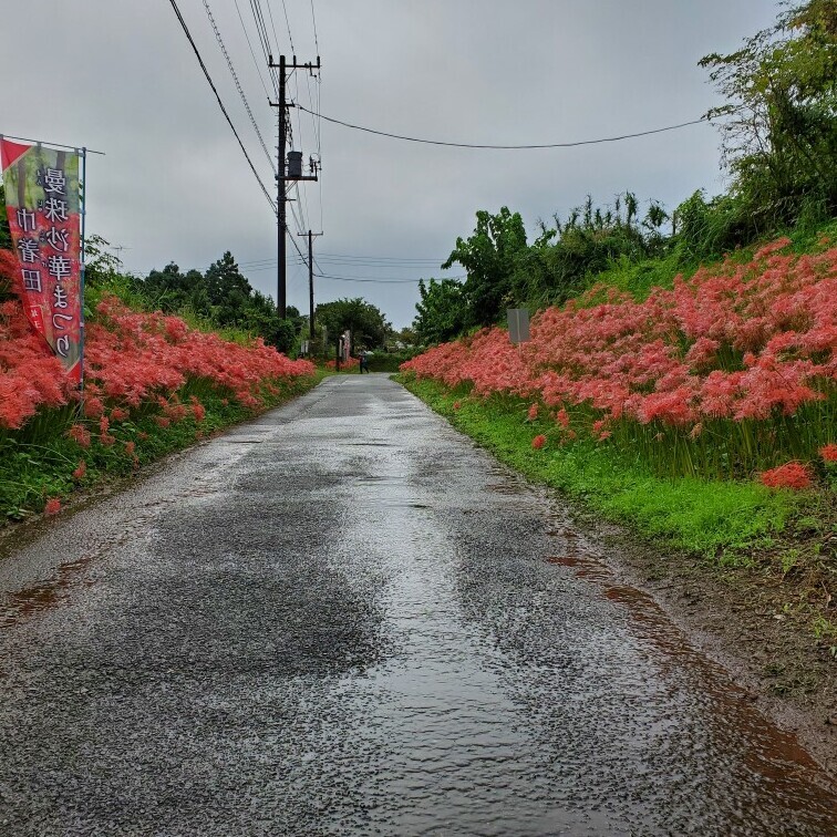 満開の曼珠沙華ロード