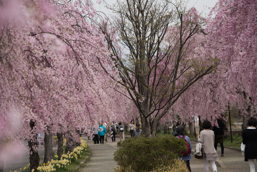 枝垂れ桜の道