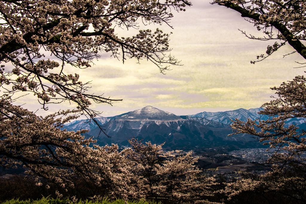 桜に縁取られて