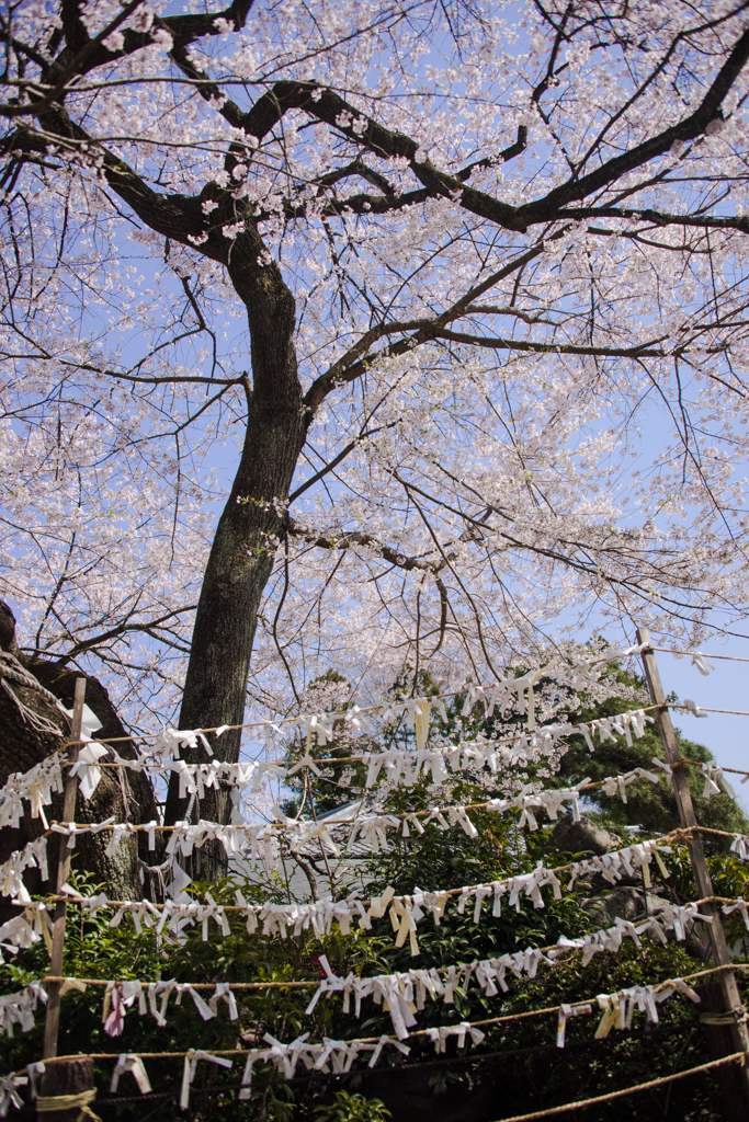 桜の下で