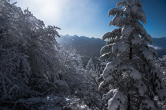 登山道から南八ヶ岳