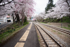 桜の咲くプラットホーム