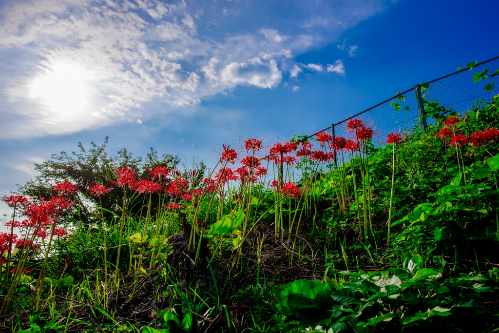 秋空と曼珠沙華