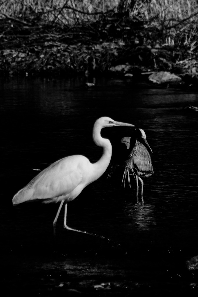 水辺の鳥たち