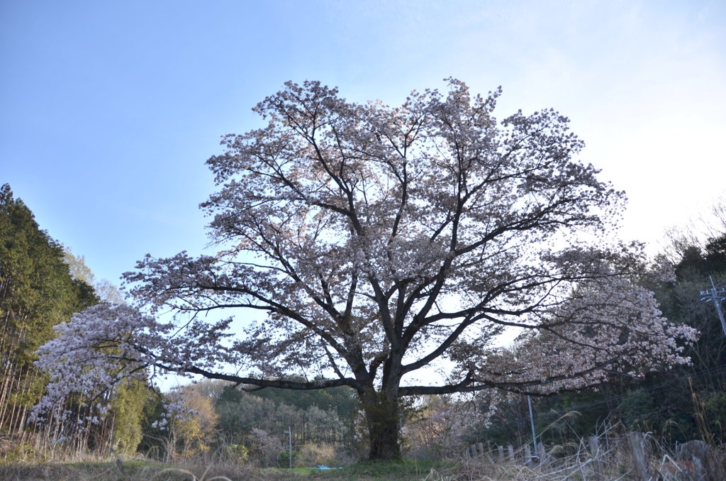 山あいの桜