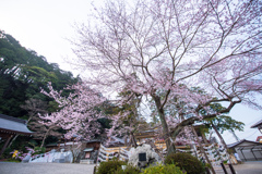 彼岸桜の咲く境内