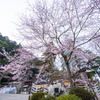 彼岸桜の咲く境内