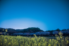 深夜の星花々