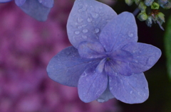 雨の中