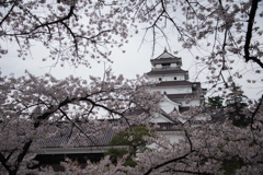 満開の桜と