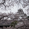 満開の桜と