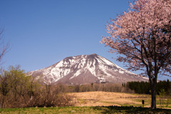 桜と岩木山Ⅱ