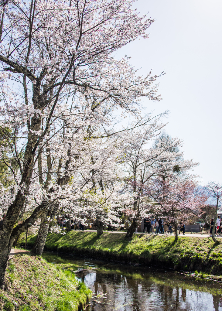 桜満開の忍野