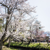 桜満開の忍野
