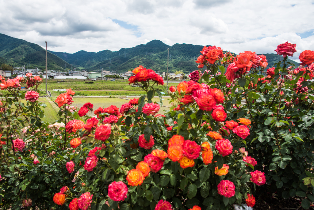 薔薇の向こうの風景Ⅲ