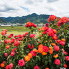 薔薇の向こうの風景Ⅲ