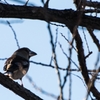 水辺で出会った鳥たちⅢ