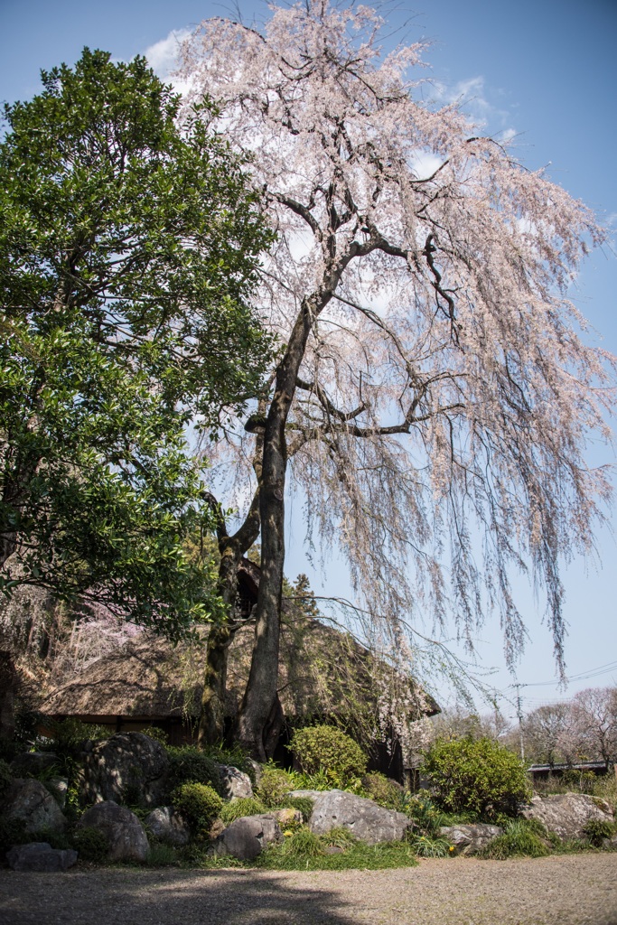 古民家のしだれ桜