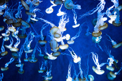 くらげのきもち