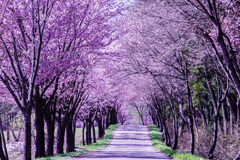 世界一の桜並木