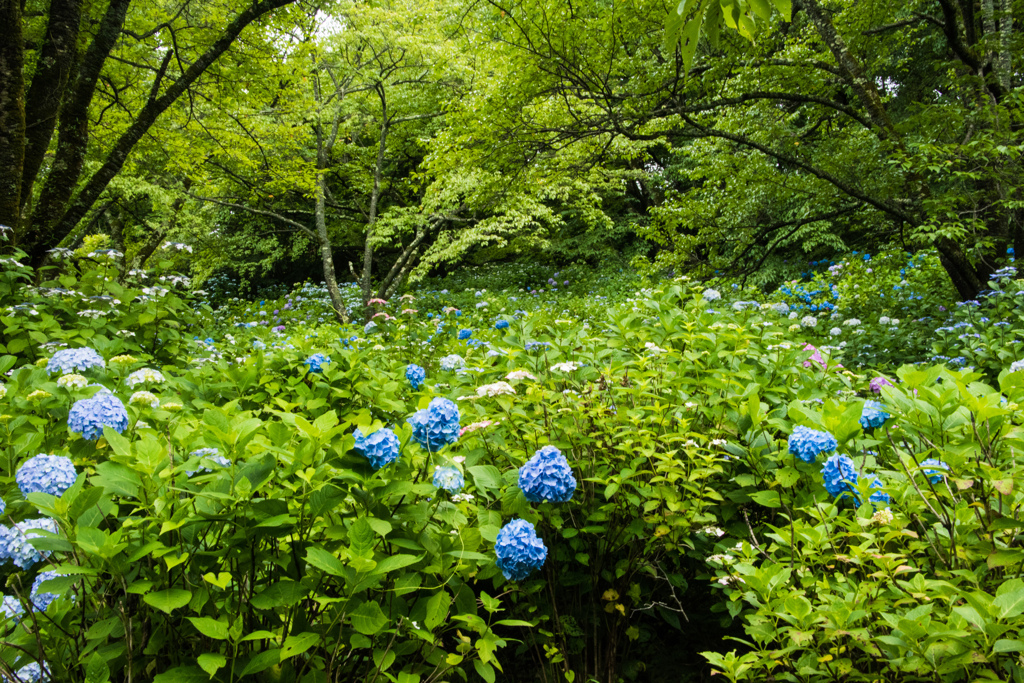 一面の紫陽花