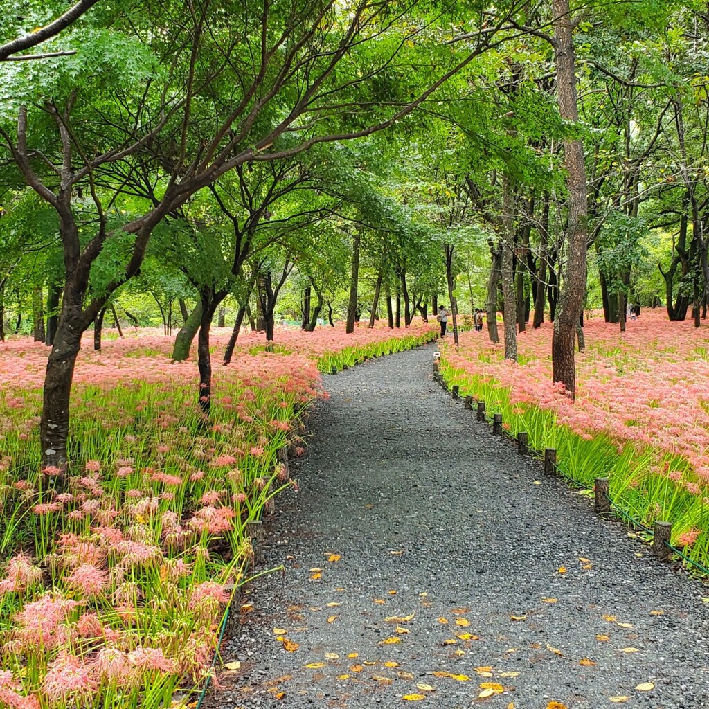 曼珠沙華公園内散策路