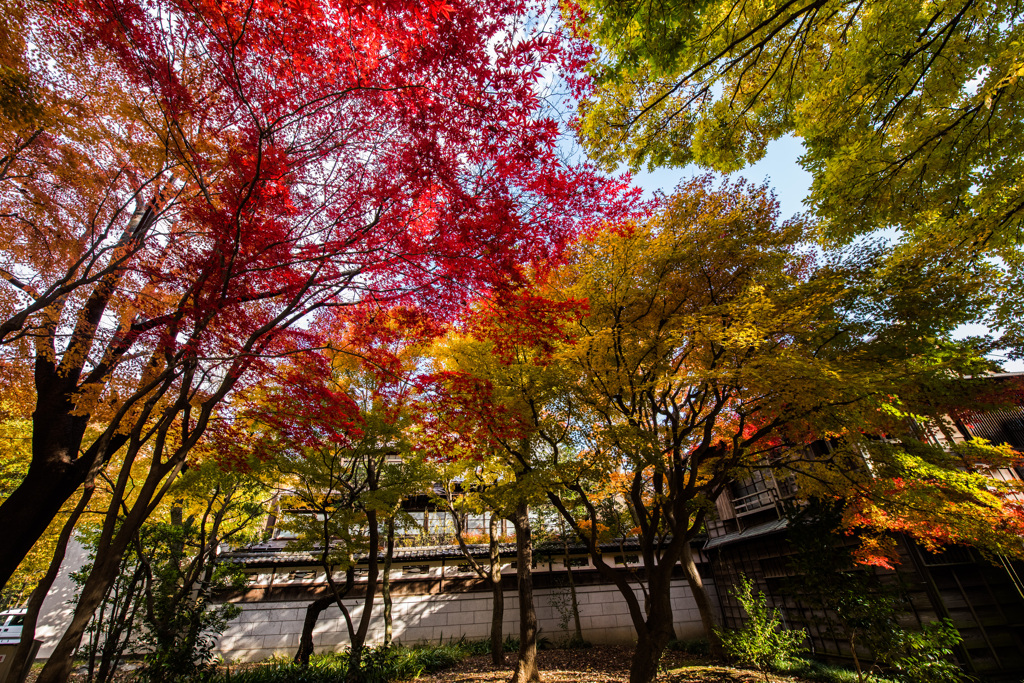 紅葉の裏庭