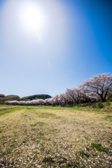 春の陽ざしに