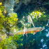 a rainbow trout