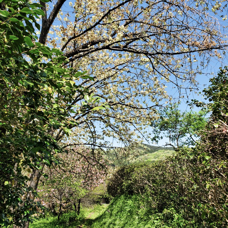 緑色の桜（ウコン桜)