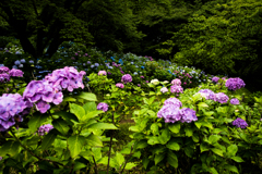 紫陽花