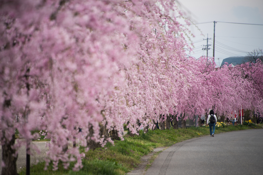 桜道を歩く
