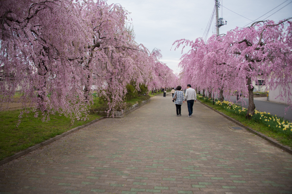 桜並木を歩く