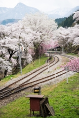 桜の咲く駅