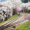 桜の咲く駅