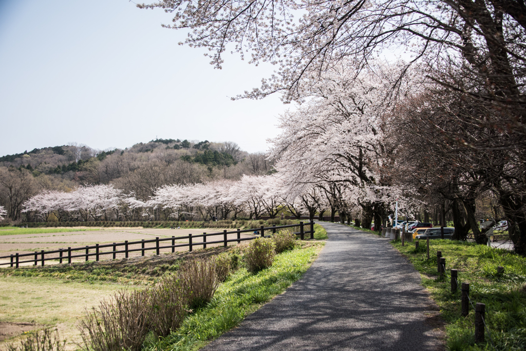 桜の道