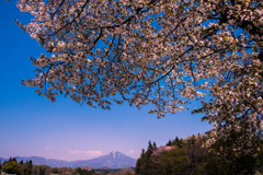 桜と空と磐梯山と