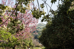 鬱金と八重と日和田山Ⅱ