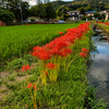 用水路に沿って